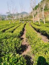 Phan Thanh Ngọt – Tấm gương sáng nông dân sản xuất, kinh doanh giỏi ở xã Xuân Lao, huyện Mường Ảng